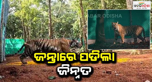 Khabar Odisha:Jeennat-has-been-tranquilized-Tiger-trapped-in-West-Bengal