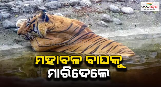 Khabar Odisha:1000-people-brutally-kills-Royal-Bengal-tiger-in-Assam