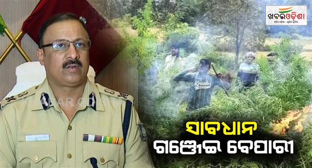 Khabar Odisha:102-Ganja-peddlers-have-been-arrested-by-odisha-police