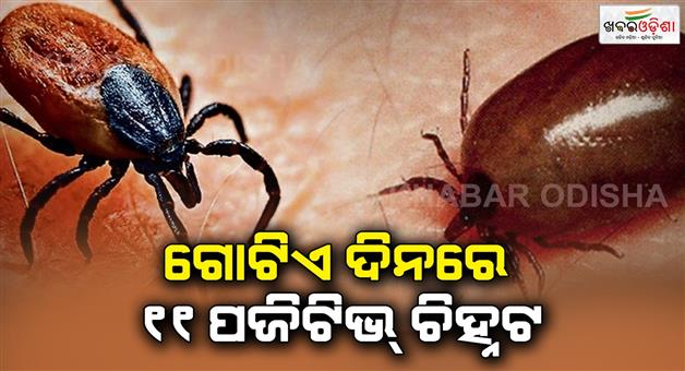 Khabar Odisha:11-more-scrub-typhus-positives-detected-in-Sundargarh