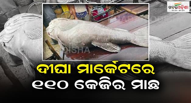 Khabar Odisha:110-kg-fish-caught-in-the-fishermans-net