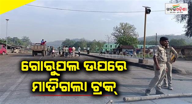 Khabar Odisha:12-cow-dead-road-accident