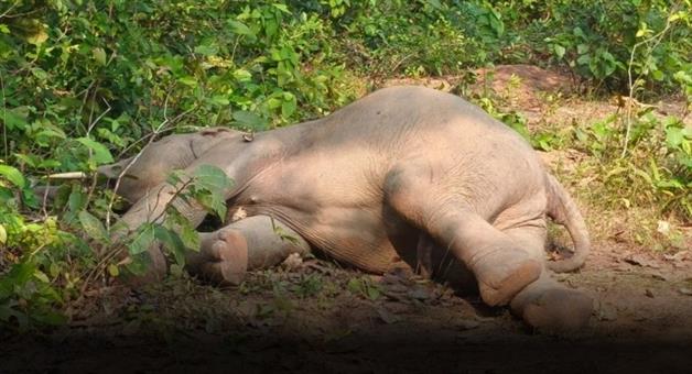 Khabar Odisha:154-elephant-died-in-20-months-in-odisha