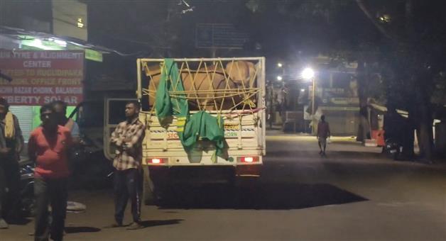 Khabar Odisha:18-cows-and-marijuana-seized-from-4-vehicles-9-people-detained