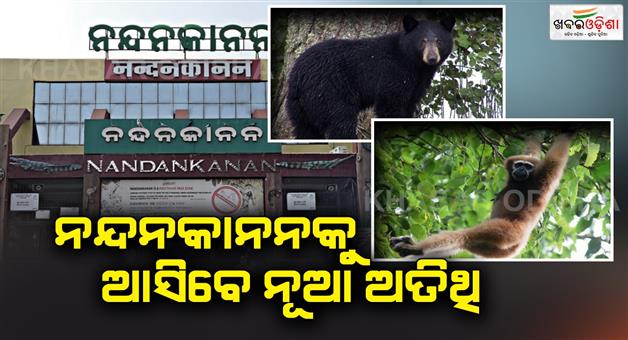 Khabar Odisha:2-hulk-gibbons-Himalayan-bear-come-to-Nandankanan-zoo