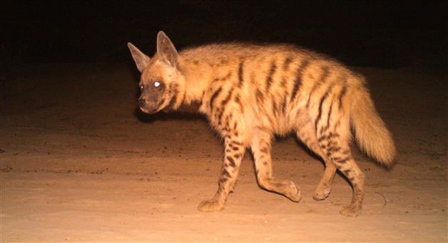 Khabar Odisha:2-including-college-student-injured-in-Striped-hyena-attack