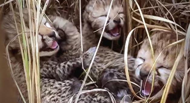 Khabar Odisha:2-more-cheetah-cubs-have-died-in-Kuno-National-Park