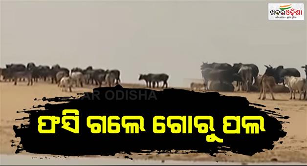 Khabar Odisha:20-cows-stuck-at-kathajodi-river