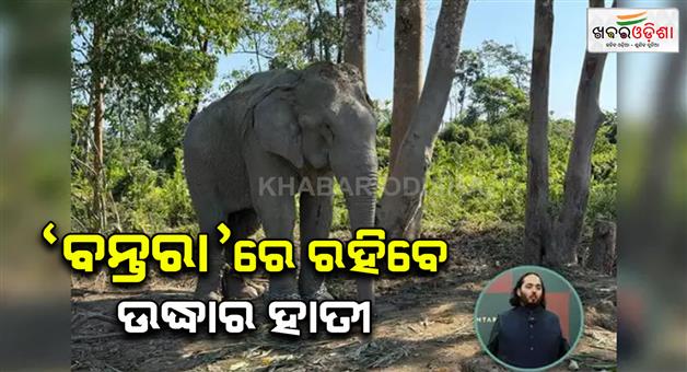 Khabar Odisha:20-elephants-rescued-from-the-logging-industry-to-find-SP-chain-free-sanctuary-at-Anant-Ambani-Vantara