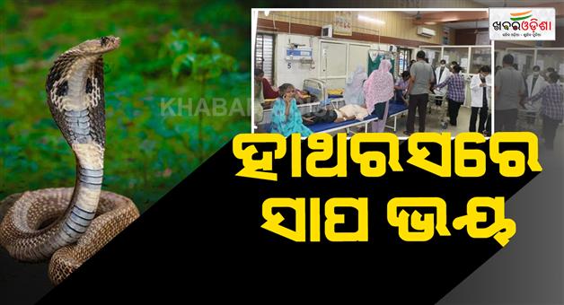 Khabar Odisha:20-people-were-bitten-by-snakes-in-a-single-night