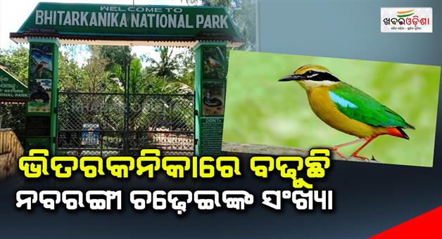 Khabar Odisha:218-nabarangi-bird-in-bhitarakanika