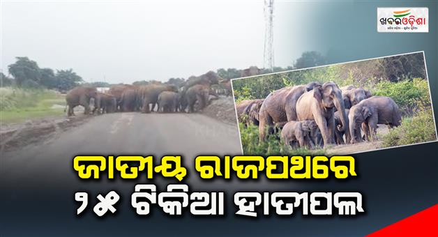 Khabar Odisha:25-elephants-on-the-national-high-way