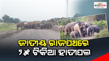 Khabar Odisha:25-elephants-on-the-national-high-way