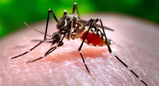 Khabar Odisha:300-plus-dengue-positive-tested-in-bhubaneswar-within-a-month