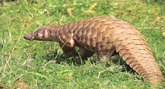 Khabar Odisha:352-pangolin-scales-seized-6-arrested