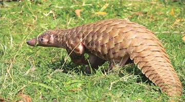 Khabar Odisha:352-pangolin-scales-seized-6-arrested