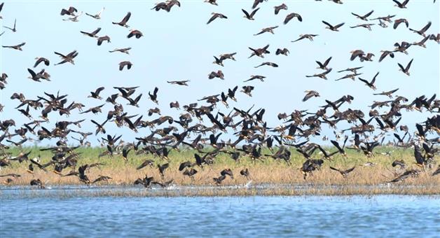 Khabar Odisha:4-lakh-21-thousand-birds-spotted-in-hirakud