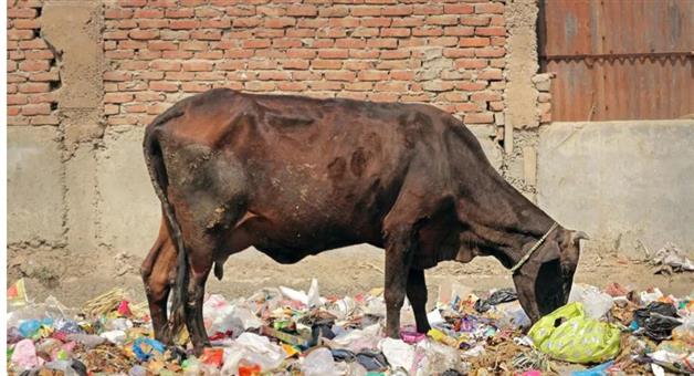 Khabar Odisha:40-kg-plastic-items-removed-from-cows-stomach