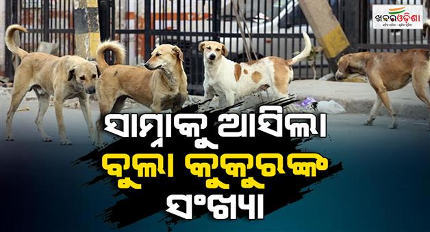 Khabar Odisha:47126-stray-dogs-in-BMC-area