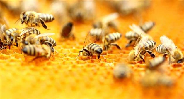 Khabar Odisha:5-injured-in-bee-attack