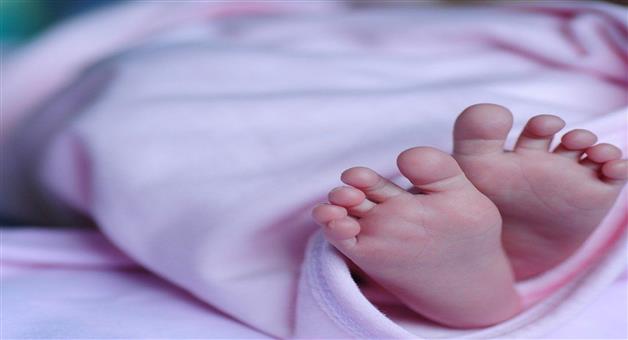 Khabar Odisha:5-month-old-baby-killed-by-stray-dog-in-Telangana-body-parts-eaten