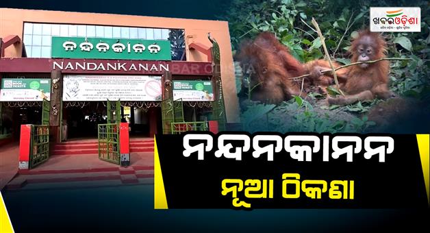 Khabar Odisha:5-orangutans-shifted-to-nandankanan