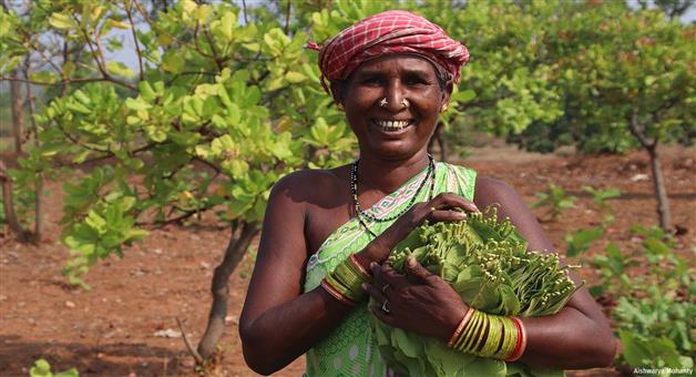 Khabar Odisha:5-percent-gst-on-kandu-leaf