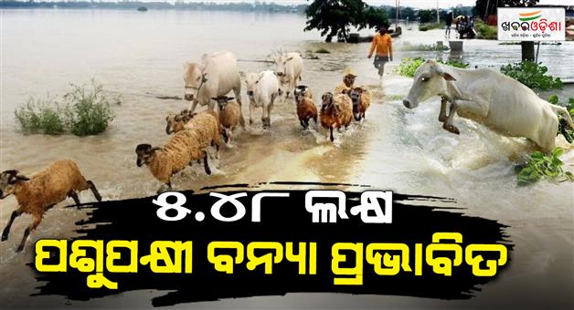 Khabar Odisha:548-lakh-livestock-birds-affected-by-floods