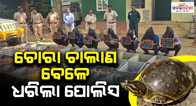 Khabar Odisha:631-live-turtles-rescued-in-odishas-malkangiri-during-wildlife-smuggling-crackdown-seven-arrested