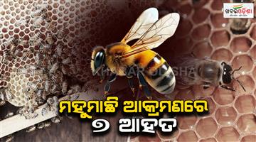 Khabar Odisha:7-pilgrims-injured-in-bee-attack