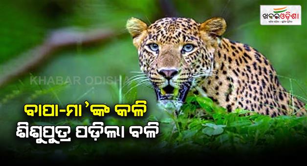 Khabar Odisha:7-year-old-child-left-home-during-parents-fighting-attacked-by-leopard-in-Pune