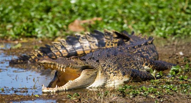 Khabar Odisha:8-foot-long-crocodile-rescued-from-pond