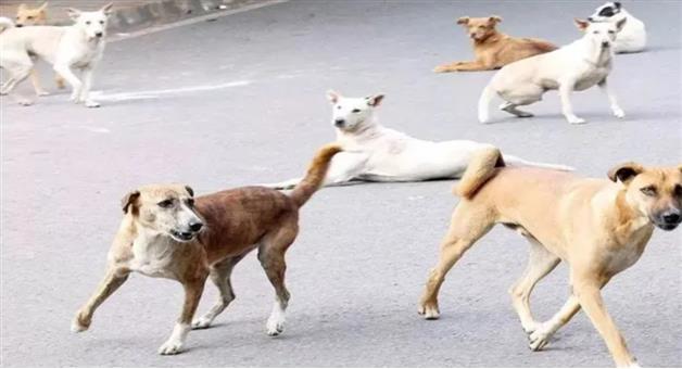 Khabar Odisha:8-year-old-boy-mauled-to-death-by-stray-dogs-in-Punjab