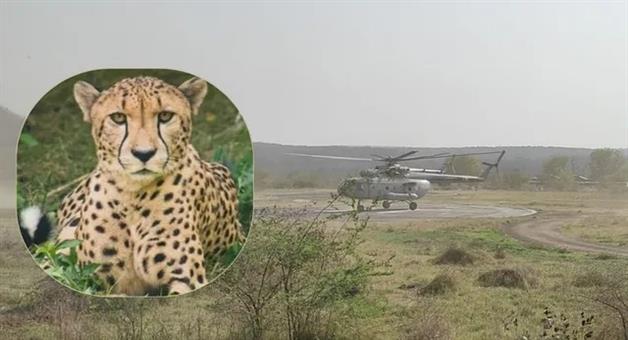 Khabar Odisha:9-new-cheetahs-arrive-at-Kuno-national-park-from-Botswana