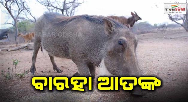 Khabar Odisha:A-bloodthirsty-barbarian-entered-the-house-and-bit-an-old-woman-and-a-minor