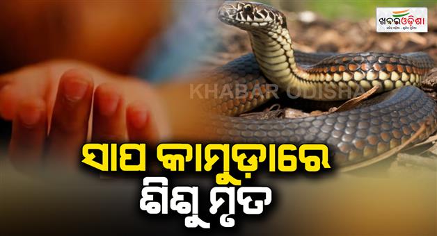 Khabar Odisha:A-childs-life-was-lost-in-a-snake-bite