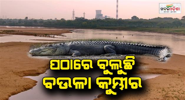 Khabar Odisha:A-crocodile-is-walking-along-the-river