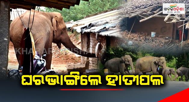 Khabar Odisha:A-herd-of-housebreaking-elephants