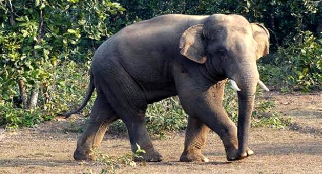 Khabar Odisha:A-man-lost-his-life-for-elephant-attcak