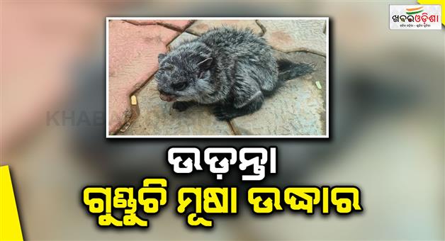 Khabar Odisha:A-rare-species-of-flying-squirrel-was-rescued
