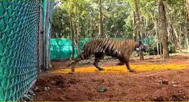 Khabar Odisha:A-second-tiger-came-to-Shimilipal-entered-the-soft-enclosure-today