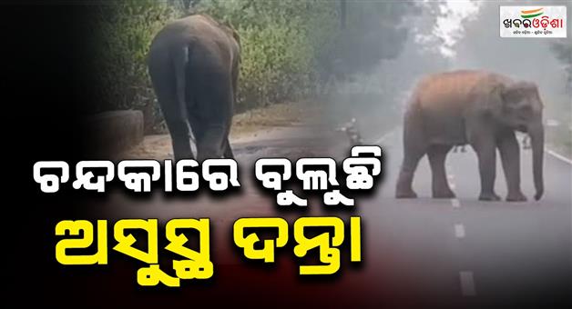 Khabar Odisha:A-sick-elephant-with-a-tusk-is-roaming-in-the-Chandaka-forest