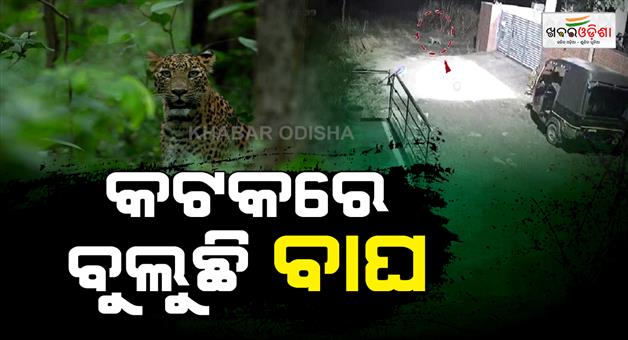 Khabar Odisha:A-spotted-tiger-is-roaming-in-Cuttack-Locals-in-a-state-of-fear