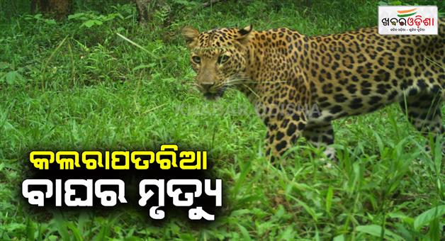 Khabar Odisha:A-striped-tiger-died-after-coming-into-contact-with-an-electric-wire