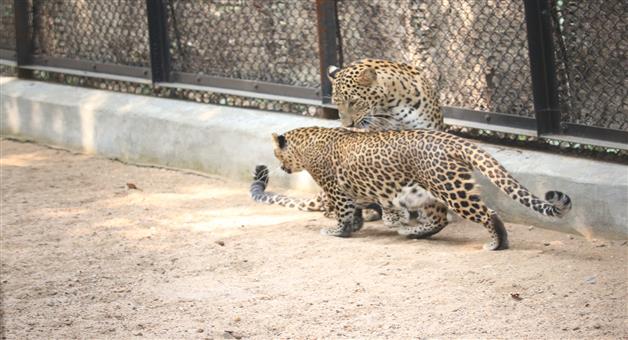 Khabar Odisha:A-tiger-and-a-tigress-were-spotted-in-sambalpur-zoo