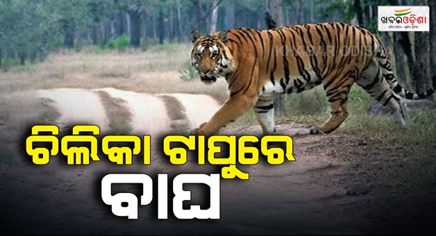 Khabar Odisha:A-tiger-is-roaming-on-an-island-in-Chilika-A-violent-wildlife-census-is-currently-underway-across-five-wildlife-ranges