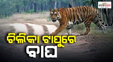 Khabar Odisha:A-tiger-is-roaming-on-an-island-in-Chilika-A-violent-wildlife-census-is-currently-underway-across-five-wildlife-ranges