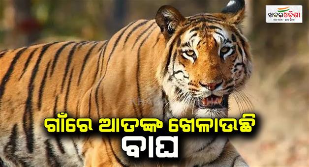 Khabar Odisha:A-tiger-is-terrorizing-the-village