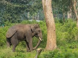 Khabar Odisha:A-young-man-was-beaten-to-death-by-a-snake-Villagers-in-a-state-of-fear