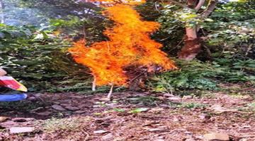 Khabar Odisha:Abkari-and-police-department-destroyed-28-acres-of-cannabis-cultivation-in-Chadau